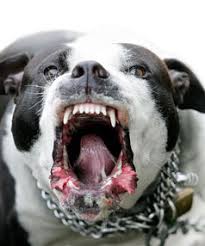 menacing pitbull look